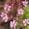 Saxifraga umbrosa Elliots Variety - Abriachan Nurseries, The Garden On Loch Ness